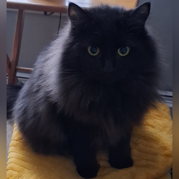 Meet your Posher, Rachel - Picture 3 of 4